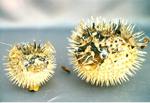 BODLJIKAVE RIBE 5-6" CM 12-15 