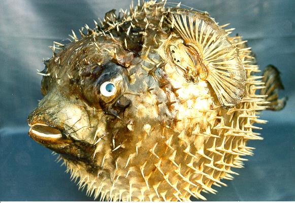 PESCE ISTRICE 10-11" CM 25-28 