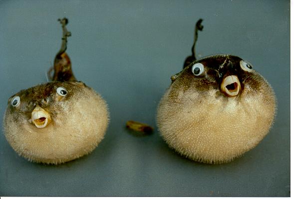 RIBA NAPUHAČA 3" SA ŠEŠIROM DIAM CM 8 