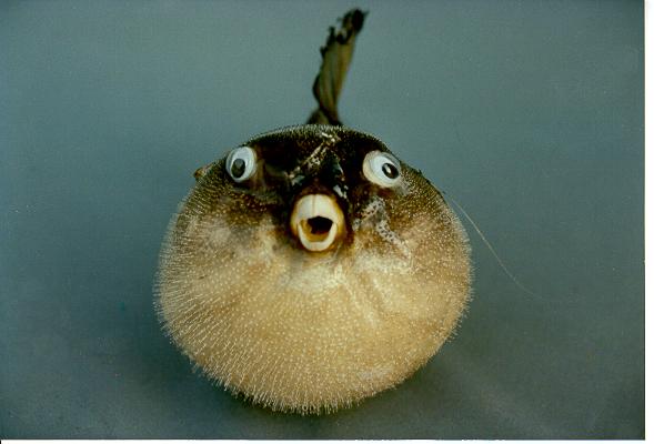 RIBA NAPUHAČA 5-6" CM 13-15 