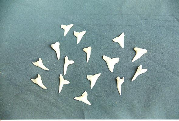 ZUBI MORSKOG PSA  1" cm. 2,5 