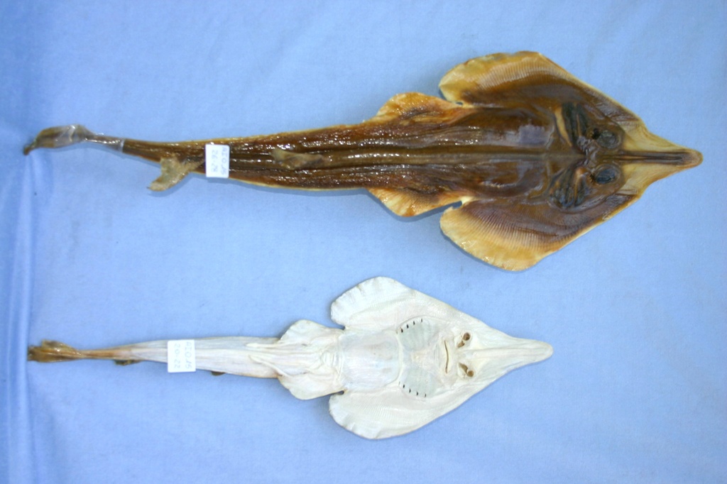 PESCE STINGRAY 20-22 