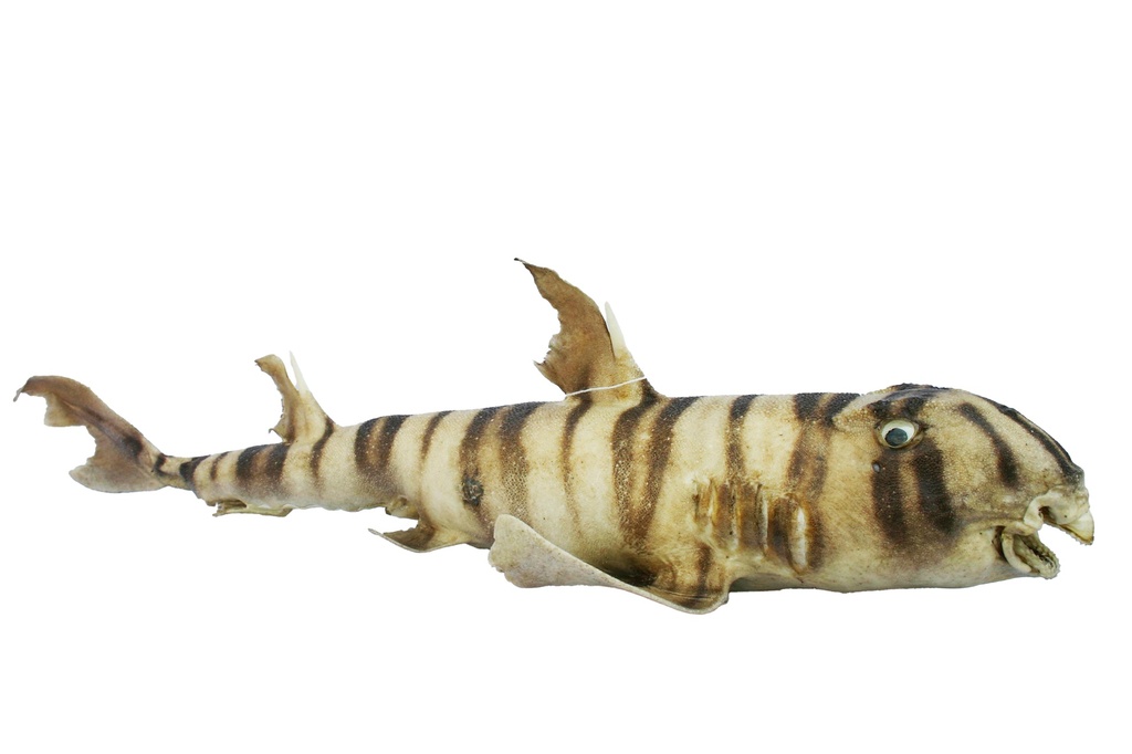 MORSKI PAS SHARK 26-28" 