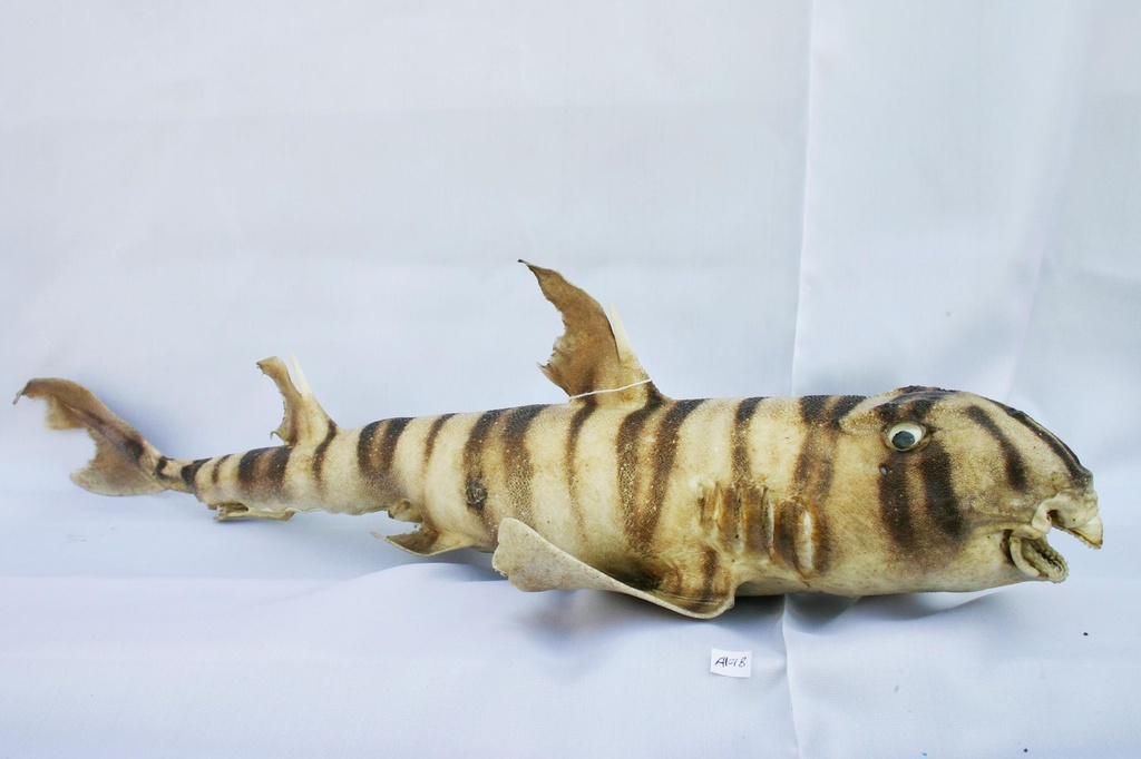 MORSKI PAS SHARK 26-28" 