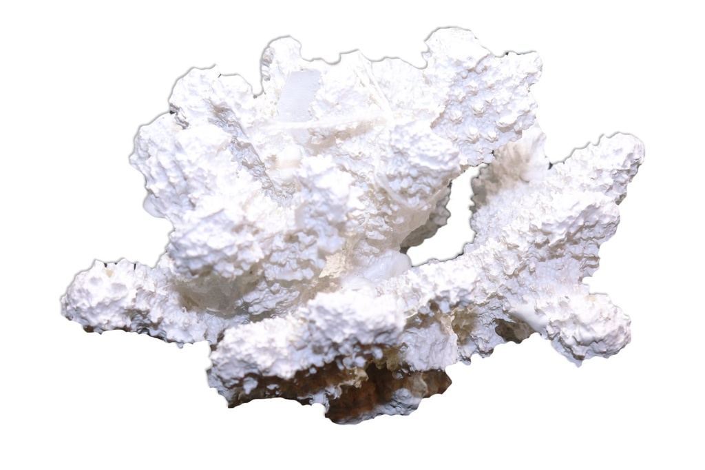 BIJELI KORALJ OD SMOLE