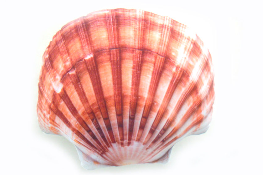 JASTUK U OBLIKU ŠKOLJKE 40*40 CM 