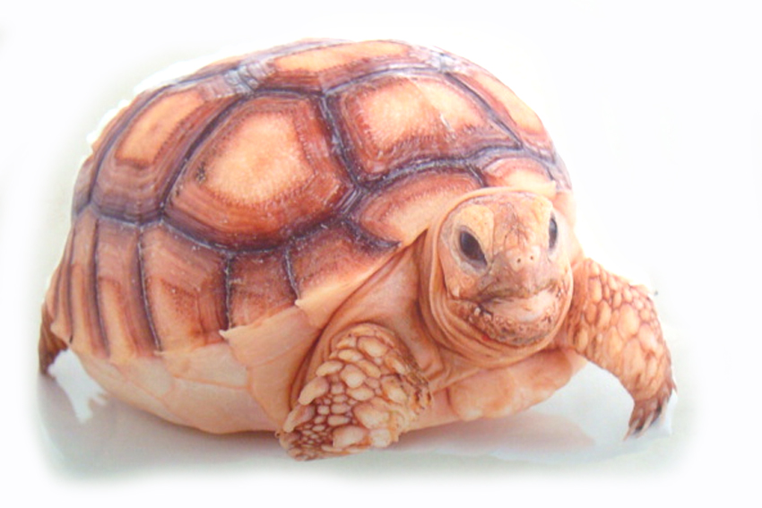 JASTUK U OBLIKU KORNJAČE 40*40 CM 