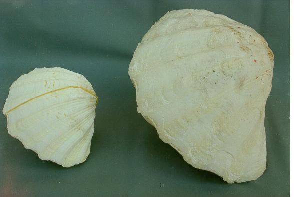 * CHINA CLAM MEDIA ACCOPPIATA 