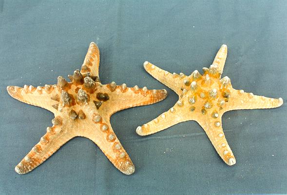 ZVIJEZDA LONGISPINUS  GIG 10" UP DIAM CM 25-30 