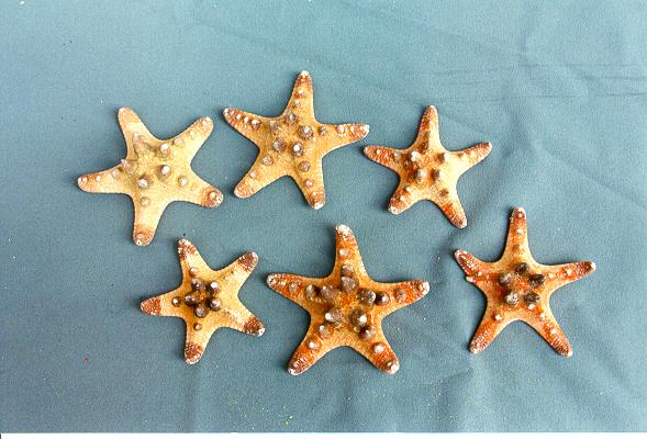 ZVIJEZDA LONGISPINUS PIC 5-6" DIAM CM 15 