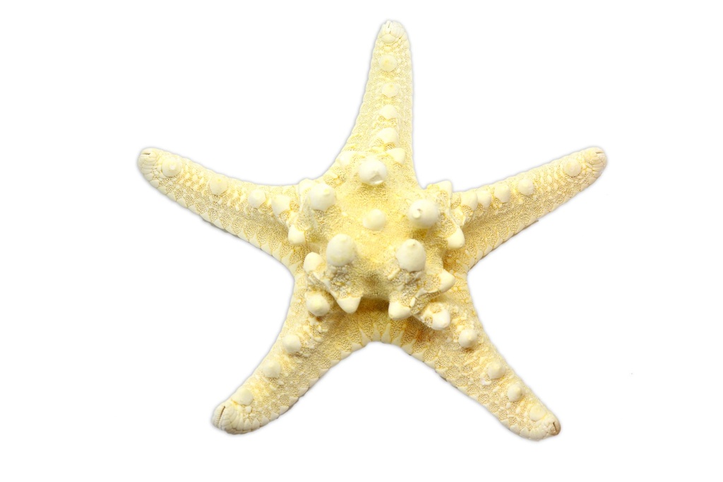 ZVIJEZDA LONGISPINUS MED 7-8" BIJELA