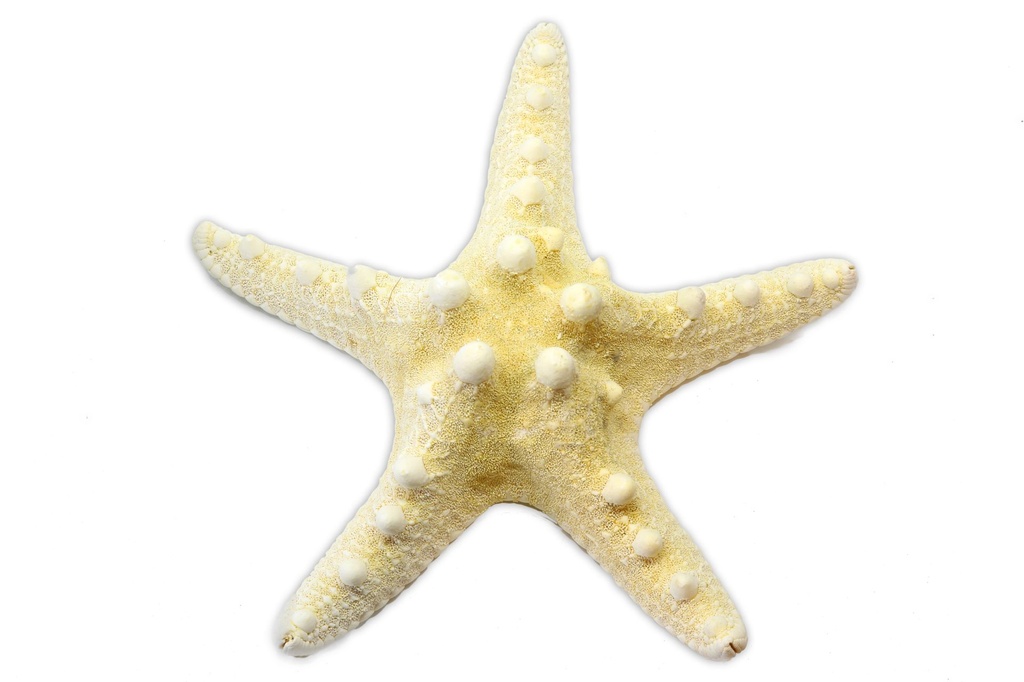 STELLA LONGISPINUS PICCOLA 5-6" BIANCA 