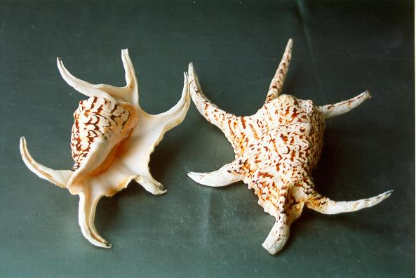 LAMBIS CHIRAGRA GIGANTE 25cm 2Â° QUALITA' 