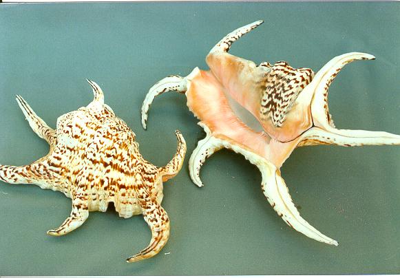 LAMBIS CHIRAGRA GIGANTE 25cm 9-10" 