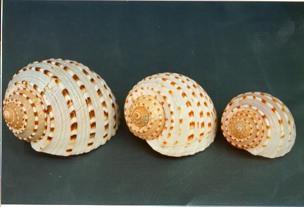 TONNA TESSELLATA MED 3"-4" CM.9-10 