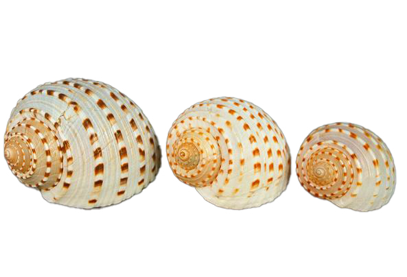 TONNA TESSELLATA MINI 2"-3" CM.6 
