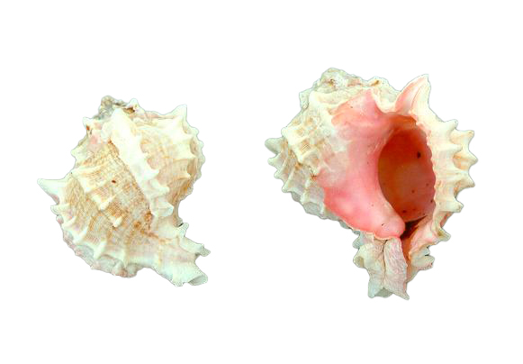 MUREX BICOLOR GRA 3.5 UP CM 8-10 