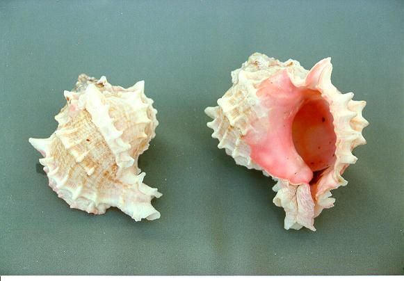 MUREX BICOLOR MED 3 UP CM 7-8 