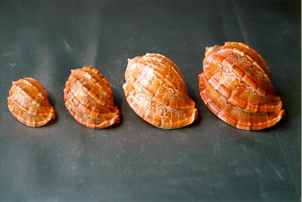 HARPA DAVIDUS INDIA MEDIA CM 6 