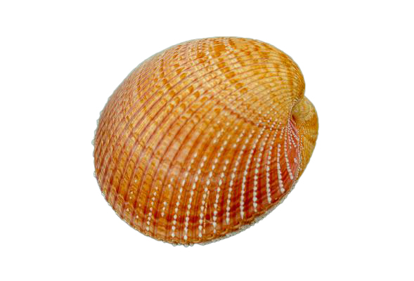 CARDIUM PSEUDOLINA PICCOLO ACCOPPIATO CM 8-9 