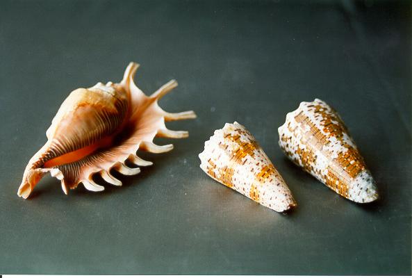 LAMBIS MILLEPIEDI GRANDE 