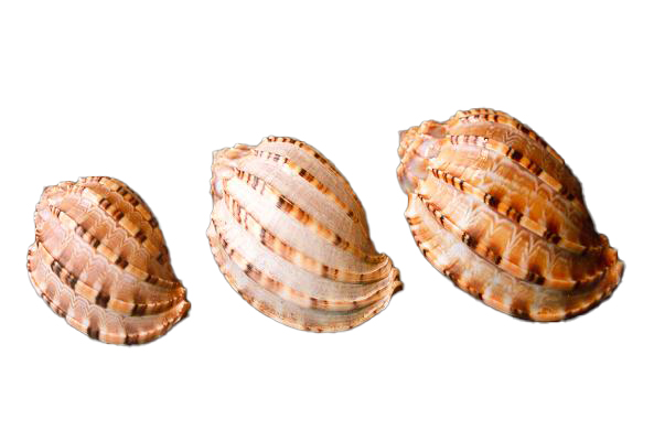 HARPA DAVIDUS FILIPPINA GIGANTE 