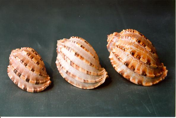 HARPA DAVIDUS FILIPPINA GRANDE 3" UP CM 9 