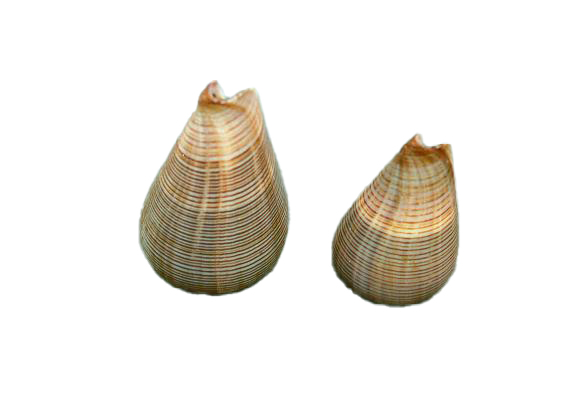 CONUS FIGULINUS GIGANTE 5" UP CM 9-10 