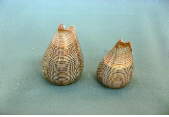 CONUS FIGULINUS MEDIO 3"-4"  CM 7 