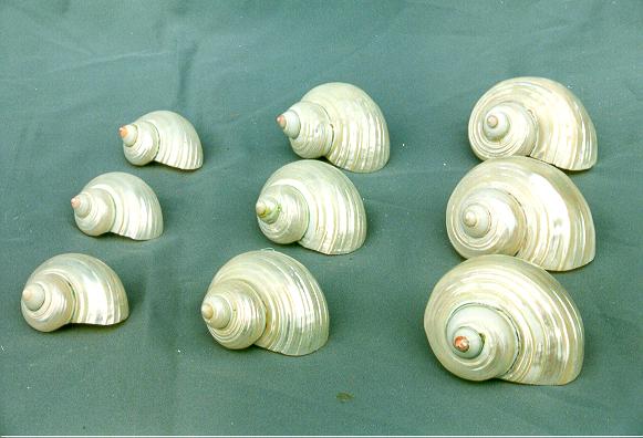 TURBO ARGYROSTOMUS MADREP GRA 2,5"-UP  DIAM CM 6 