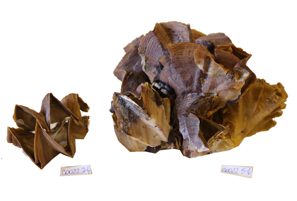 OSTREA CRISTAGALLI 5"-6" 