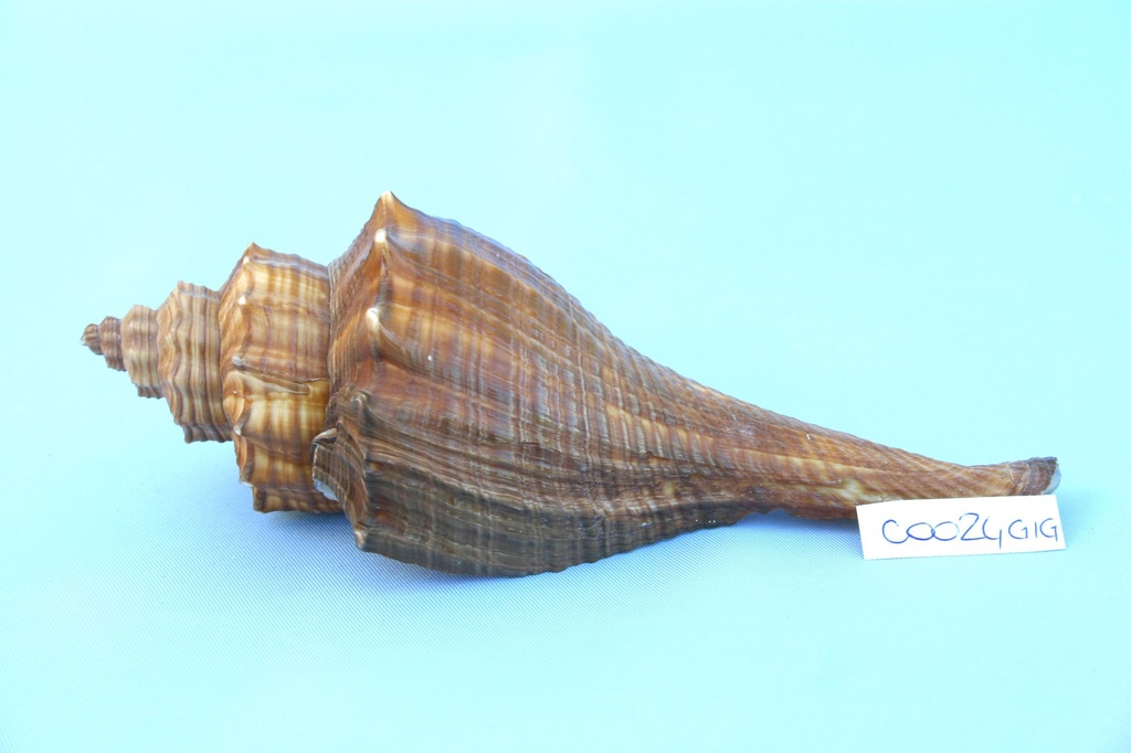 FUSUS MARRONE GIGANTE 5" UP CM 15 