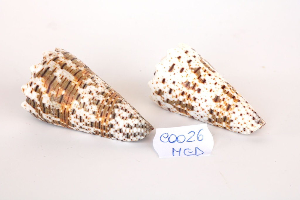 CONUS IMPERIALIS MEDIO 2.5" BELOW 