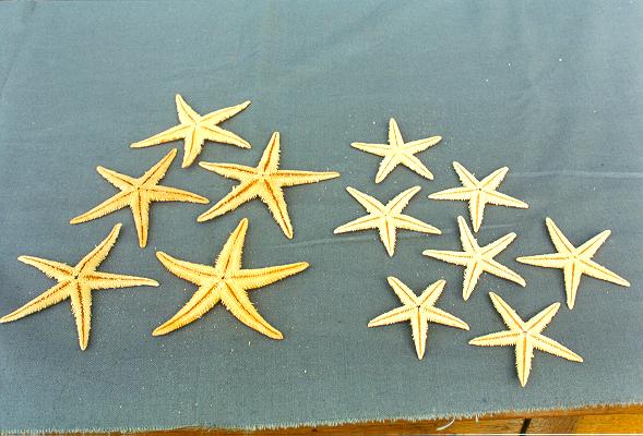 MORSKA ZVIJEZDA 3,5-UP DIAM CM 8 