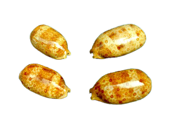 CYPREA ARGUS GRANDE CM 8 