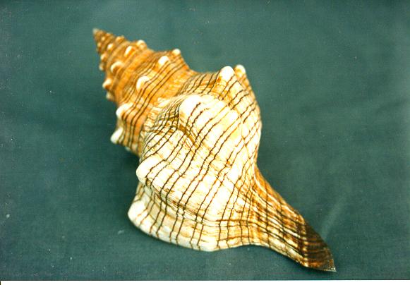 FASCIOLARIA TRAPEZIUM GRANDE 6"-7"  CM 17 