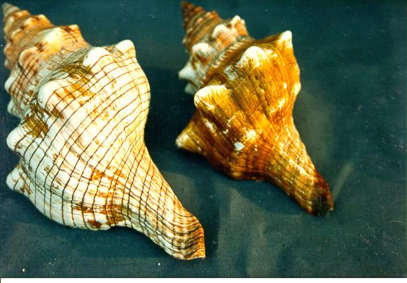 FASCIOLARIA TRAPEZIUM MEDIA 5"-6" CM 15 