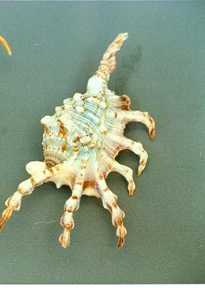 LAMBIS SCORPION 1 KLASA CM 12 