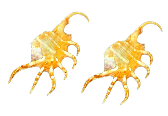 LAMBIS SCORPION 1 KLASA CM 12 