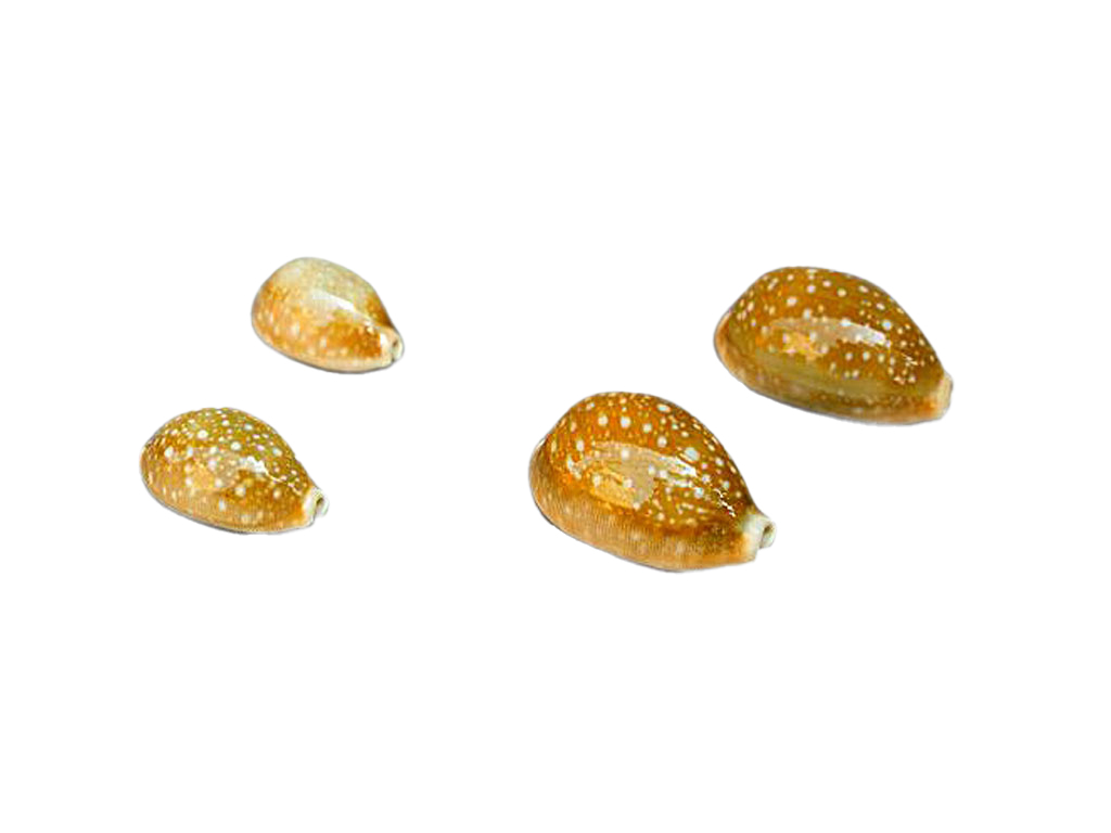 CYPREA VITELLUS MEDIA  CM 4 