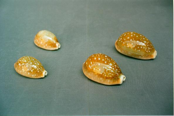 CYPREA VITELLUS MEDIA  CM 4 