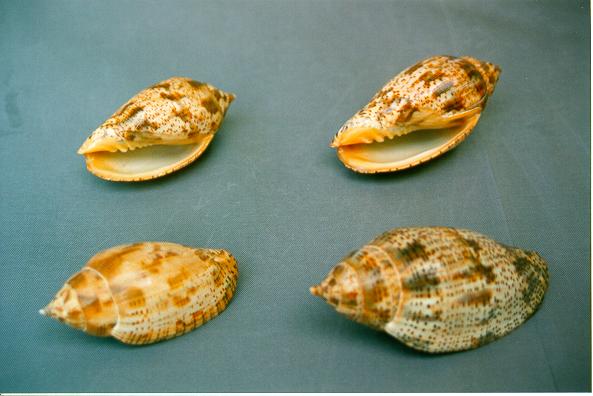 VOLUTA LAPPONICA MEDIA CM 7 