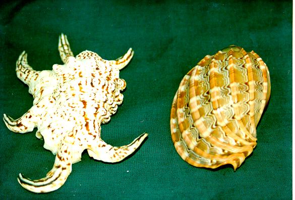 LAMBIS ARTRITICA CM 14 