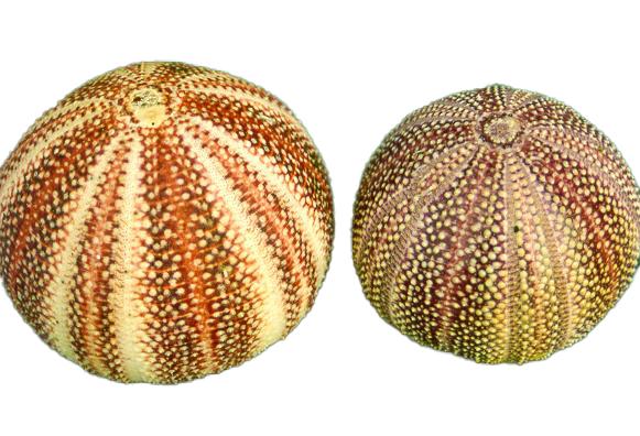 RICCIO MARINO PICCOLO 