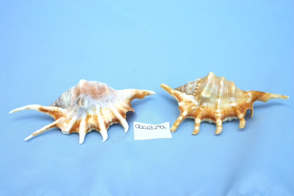 LAMBIS CROCCATA LARGE 2. KLASA CM 11 