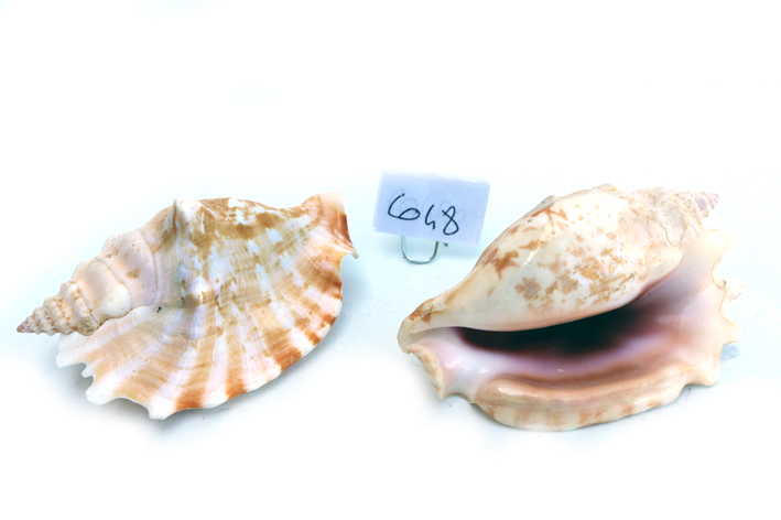 STROMBUS SINUATUS L.12,5cm 