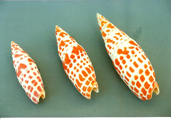 MITRA MITRA PICCOLA 3" BELOW 