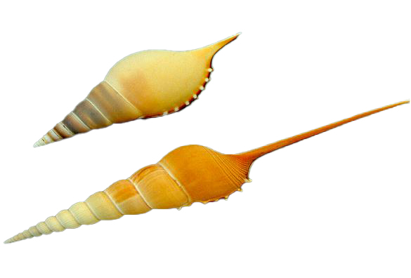 TIBIA FUSUS 2A QUALITA' CM 20 