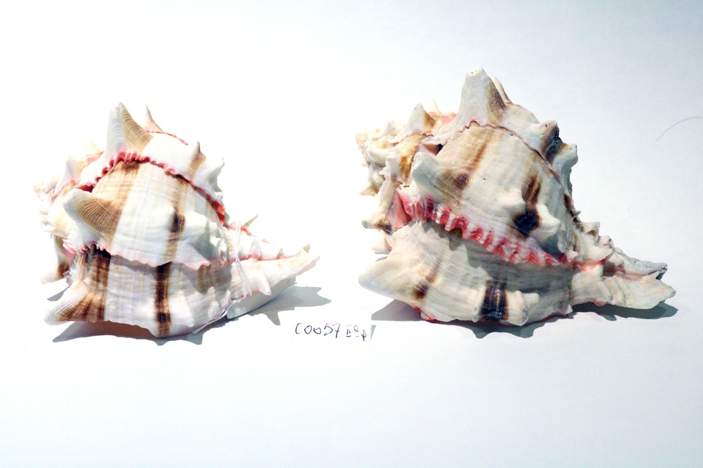 MUREX BRASSICA GRANDE 2Q 