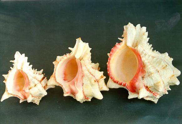 MUREX BRASSICA MEDIA CM 9-11 